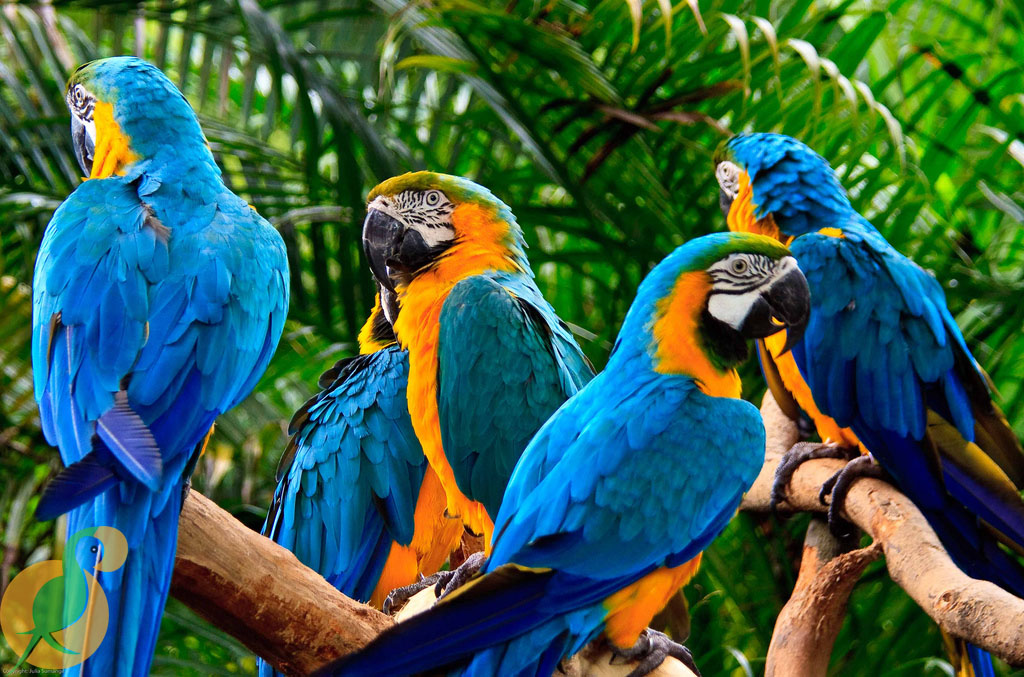 Vẹt Blue And Gold Macaw | Vẹt Cảnh