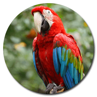 green-wing-macaw1